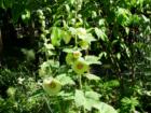 Classic cottage garden, Hollyhocks, in 
      Bellingham