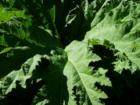A single Gunnera leaf in a Bellingham garden