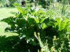 The entire Gunnera plant in a Bellingham garden
