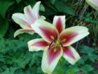 Beautiful lillies in Bellingham gardens