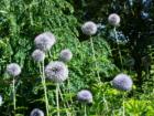 More beautiful Bellingham garden flowers