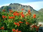 Cape honeysuckle and Golden Gate Mountain in Tucson