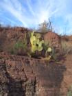 Cactus grows in the strangest places!