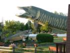 Muskellunge & companion at the National Freshwater Fishing Hall of Fame, Hayward, Wisconsin