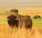 Utah; where the buffalo roam; Antelope Island.