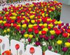 Some Tulips at the entrance to Roozengaarde taken in April during the Tulip Festival.