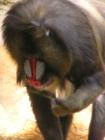 Hogle Zoo