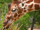 Hogle Zoo