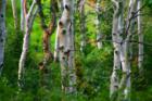 Eyes in Butterfield Canyon