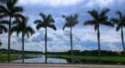 Olympia Development in Wellington Florida. This is one of the magnificent views of Palm Trees as you drive into the community.