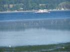 Whatcom Chief ferry and great blue herons at low tide.