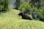 While out on a listing appointment in Oak View, Yucaipa I came across this local resident