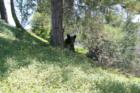 While out on a listing appointment in Oak View, Yucaipa I came across this local resident
