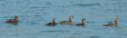 Some Ducks swimming on Big Lake.