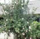 Flowering tree in Sugar Pond Manor in Wellington Florida