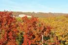 Branson Towards 376