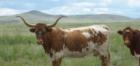 Cattle country in Custer County