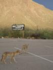 Coyotes at Old Tucson Studios