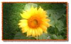 One of the first sunflowers at Mansfield, MO, 2007. This flower is part of a garden row that will be a picnic for birds soon.