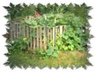 Compost bins work well in the Ozarks, even when they are taken over by pumpkin vines