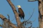 Lots of eagles Winter Here!
