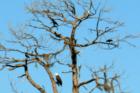 Nesting Pair