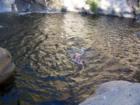 Swimming in the Stanislaus near Beaver Creek near Arnold CA