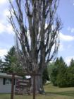 Wisconsin State Record Lombardy Poplar, Washburn, Wisconsin.  The tree is estimated to be over ninety years old.