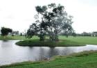 Tree in the middle of a lake in Wellington Florida. What a view! 