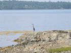 Blue Heron on the rocks at Bar Harbor KOA campground on Western Bay
