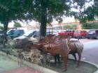Pigs at the Farmer Market in Dallas