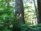 Old growth Douglas Fir tree