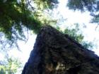 Old growth Douglas Fir, looking up from the base