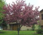 Flowering Crab Tree in Blaine, Minnesota