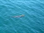 Seals!