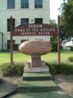 giant pecan in front of the courthouse in downtown Seguin 