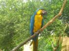 Enjoy a converstation with a parrott as you enter the Birmingham Zoo. Maybe he will tell you the best places to go.