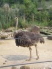 Don't hide your head in the sand. Come on out and visit the Birmingham Zoo