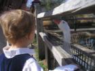 Enjoy some time feeding the ducks at the Birmingham Zoo.