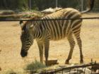 See the zebras at the Birmingham Zoo.