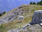Top of the Ski Hill in Summer - Fernie, British Columbia