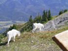 Top of the Ski Hill in Summer - Fernie, British Columbia