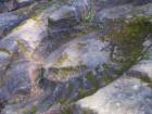 Large Fossil imprint in Rock near Fernie, British Columbia