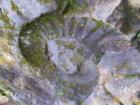 Large Fossil imprint in Rock near Fernie, British Columbia