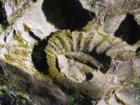 Large Fossil imprint in Rock near Fernie, British Columbia
