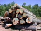 Huge logs await the saw at the Madeline Island sawmill, LaPointe, Wisconsin.