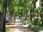 Miami Lakes - Tree lined streets