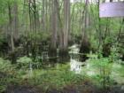 Swamp off of Little Pee Dee River in Mullins, SC