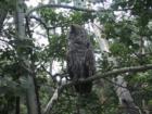 Calgary Zoo - Owl