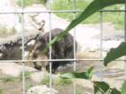 Calgary Zoo - Bear going for a swim.